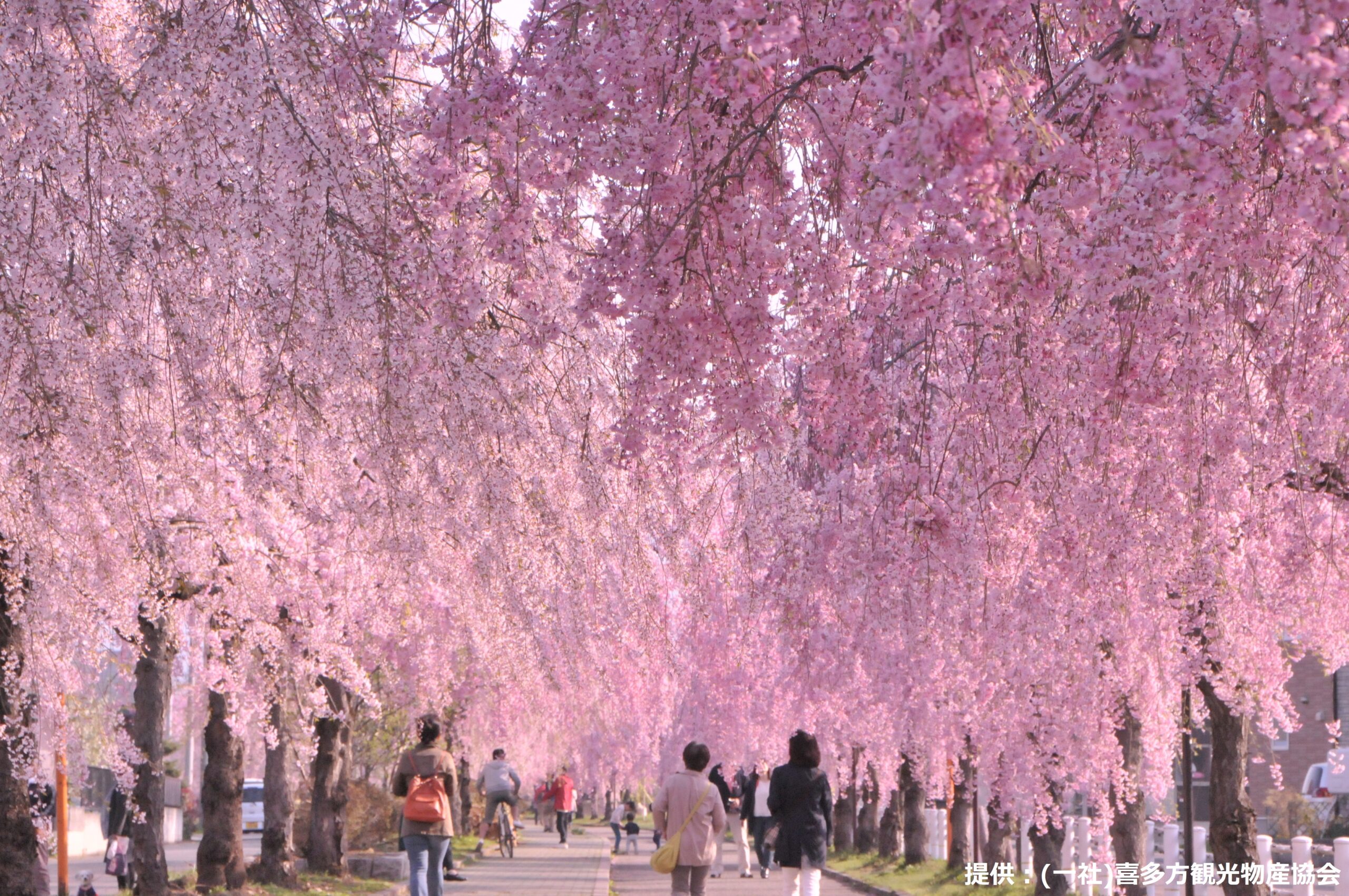 1000本の喜多方しだれ桜トンネル＆旬のいちご狩り