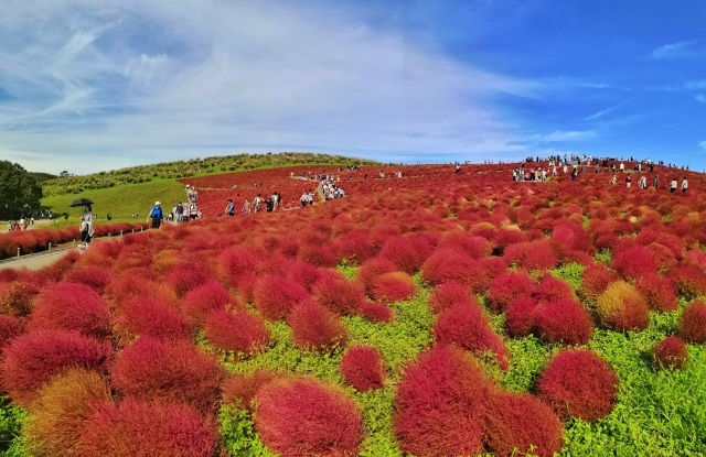 圧巻の「赤の世界」ひたち海浜公園 コキア・コスモス鑑賞