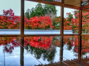 あしかがフラワーパーク・イルミネーションと宝徳寺（秋の床もみじ特別拝観）