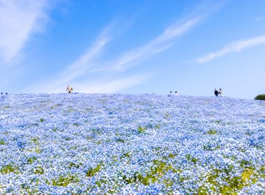 ひたち海浜公園・ネモフィラ鑑賞